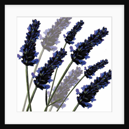 Sweet Lavender, 2004 by Sarah Hough