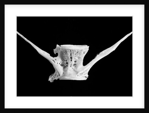 Fish bone, 2014 by Anonymous