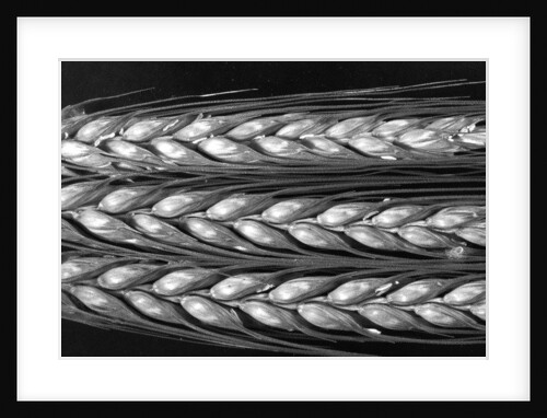 Grass seed head, 2012 by Anonymous