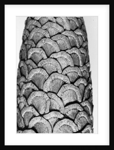 Milkweed, 2012 by Anonymous