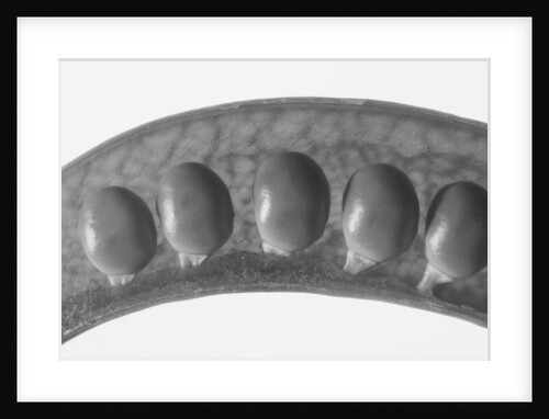 Peas, 2009 by Anonymous