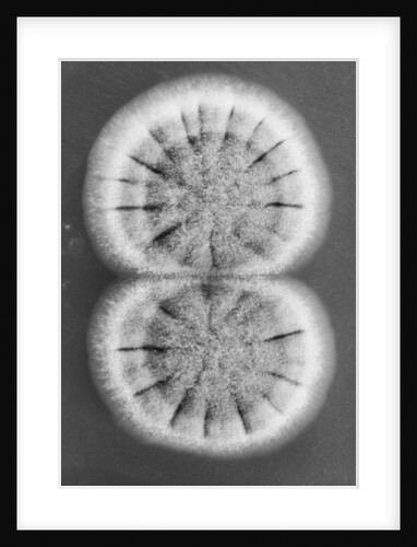 Fungi, 2013 by Anonymous