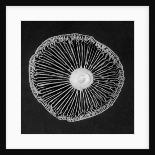 Fungi, 2015 by Anonymous