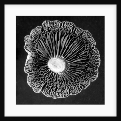 Fungi2, 2015 by Anonymous
