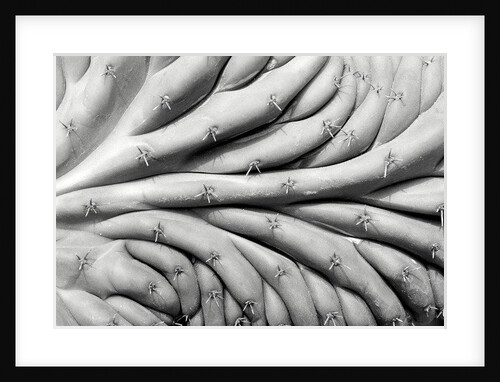 Succulent 2, 2015 by Anonymous