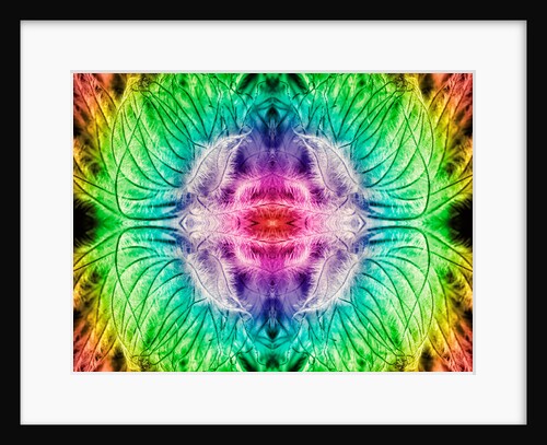 Rainbowed Plant, 2015 by Ant Smith