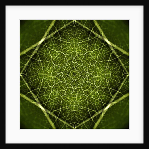 Patterns of Life, 2016 by Ant Smith