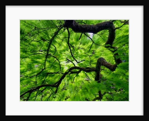 Tree Branch in Canopy, 2020 by Ant Smith