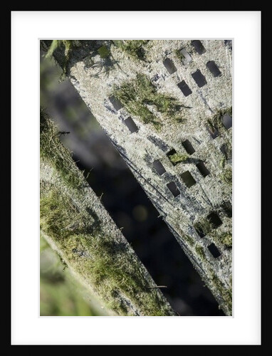 Algae by K.B. White