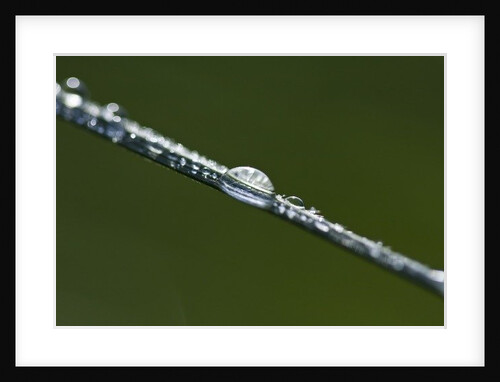 Morning Dew by K.B. White