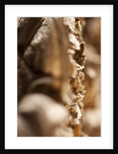 Wasp Nest by K.B. White