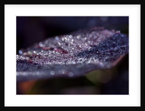 Purple Leaves by K.B. White