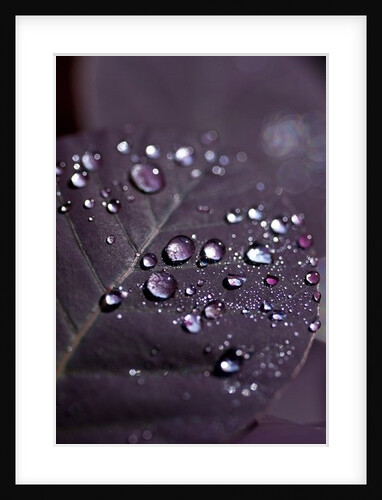 Purple Leaves II by K.B. White