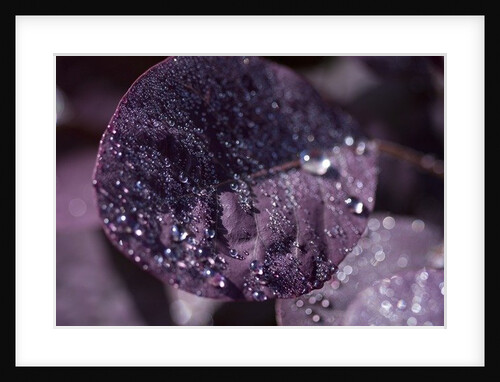 Purple Leaves III by K.B. White