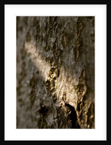 Bark by K.B. White