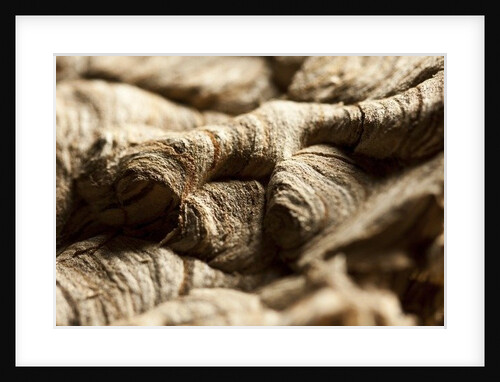 Wasp Nest II by K.B. White