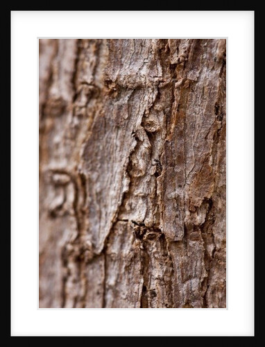Bark II by K.B. White