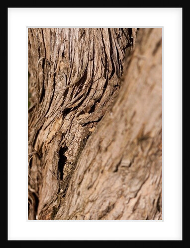 Driftwood by K.B. White