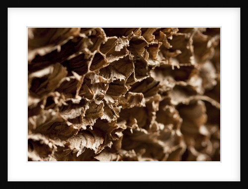 Wasp Nest III by K.B. White