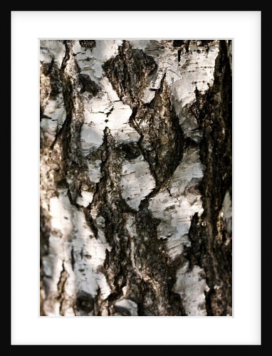 Birchwood by K.B. White