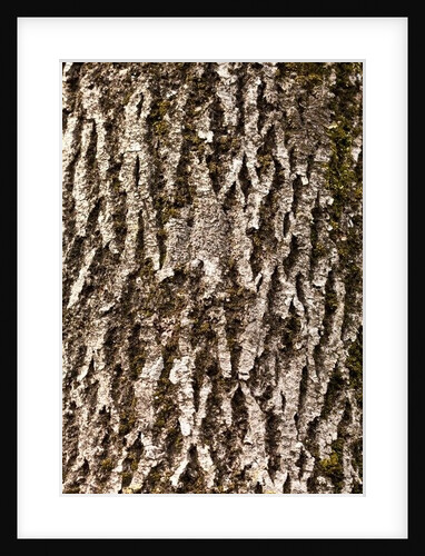 Bark III by K.B. White