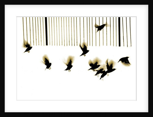 Starlings, 2003 by Martin Mossop