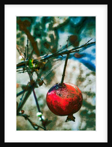 Jerusalem Pomegranate, 2016 by Joy Lions