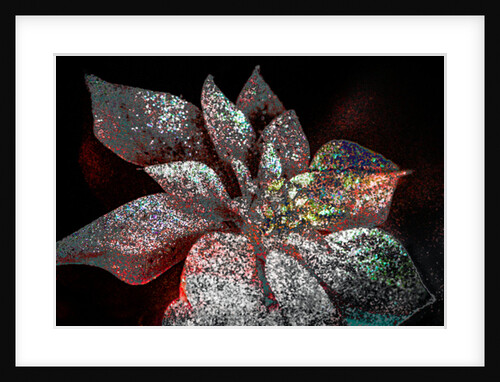 Rainbow Poinsettia for my Darling, 2017 by Joy Lions