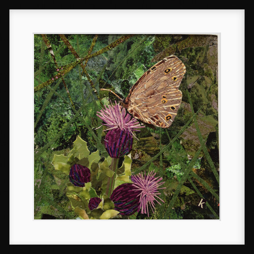 Flit - Satyr Butterfly On Thistle, 2016 by Kirstie Adamson