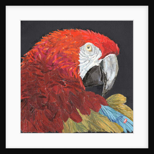 Red Macaw Parrot, 2018 by Kirstie Adamson
