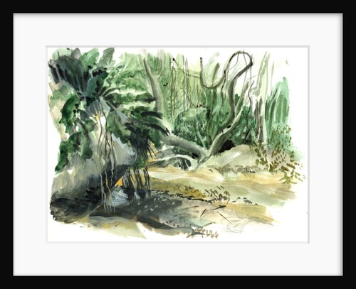 Jungle: Tyrona, Colombia, 2008 by Mary Kuper