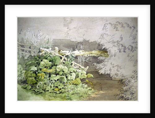 Dock Plants by a shaded Stream by John White Abbott