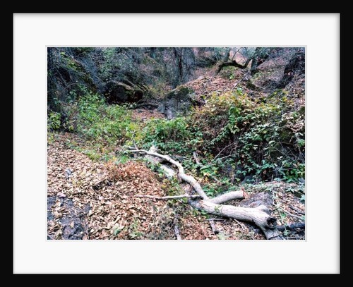 Tree, 2014 by Carli Choi