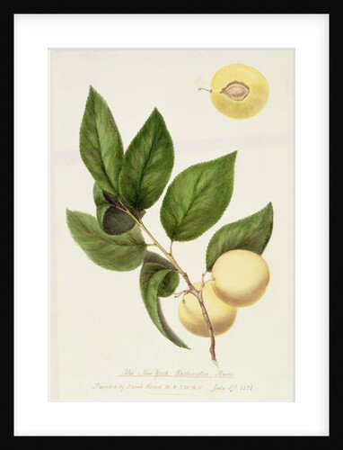 The New York Washington Plum, 1821 by William Hooker