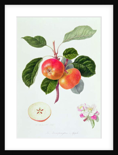 The Trumpington Apple, 1819 by William Hooker