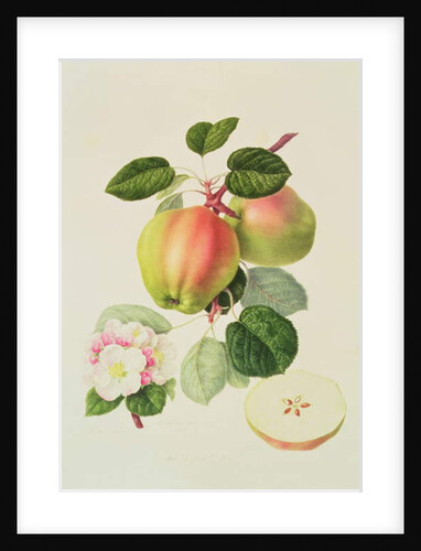 The Dutch Codlin, 1820 by William Hooker