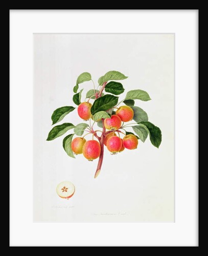 The Tartarian Crab Apple, 1819 by William Hooker