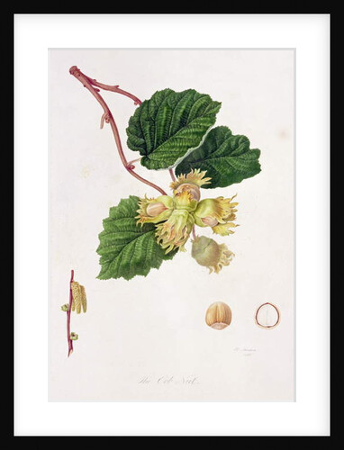 The Cob Nut, 1816 by William Hooker