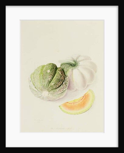 The Romana Melon, 1818 by William Hooker