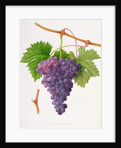 The Poonah Grape, 1820 by William Hooker