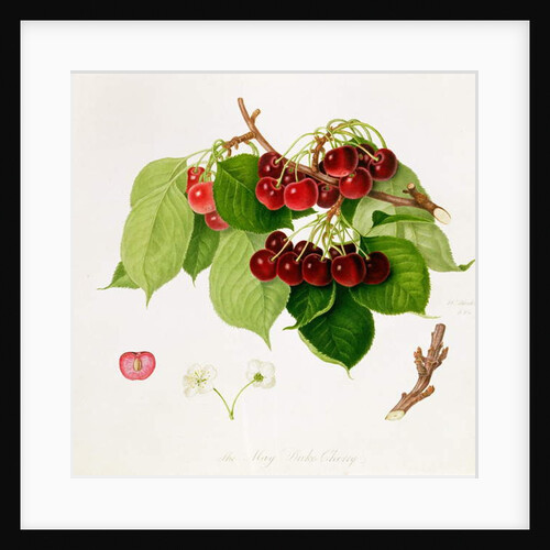 The May Duke Cherry, 1815 by William Hooker