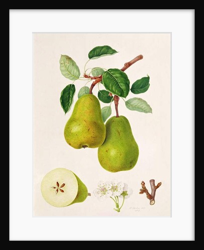 The D'Auch Pear, 1817 by William Hooker