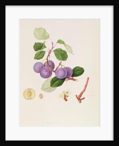 La Royale Plum, 1815 by William Hooker