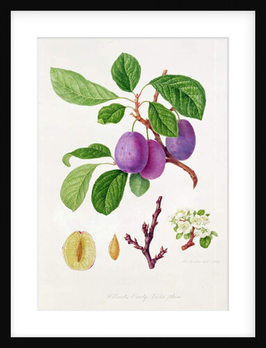 Wilmot's Early Violet Plum by William Hooker