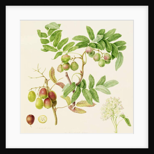 The Pear-Shaped Service Crab Apple, 1820 by William Hooker