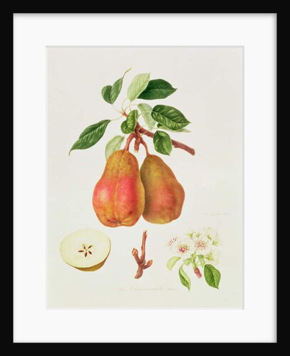 The Chaumontelle Pear, 1818 by William Hooker