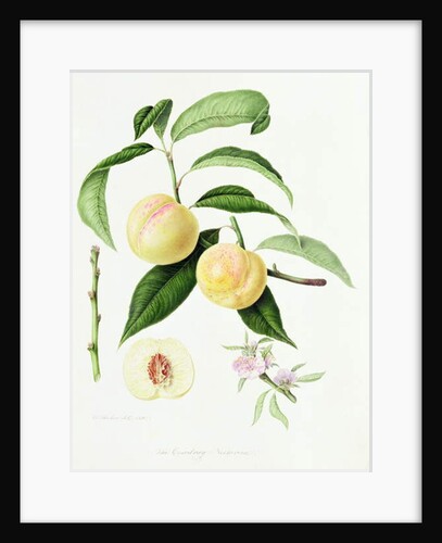 The Conudray Nectarine, 1820 by William Hooker