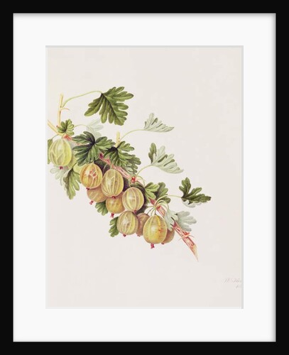 Green Gooseberry, 1815 by William Hooker