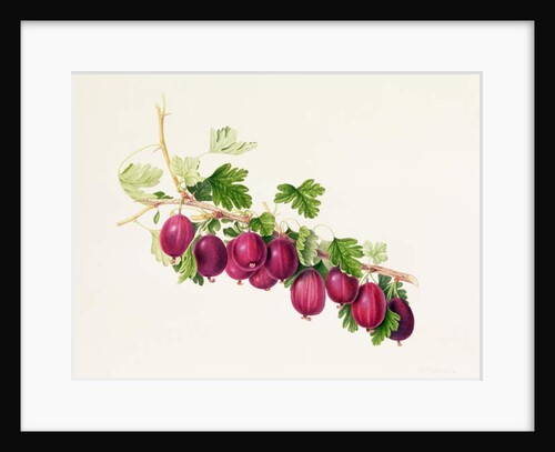 Purple Gooseberry by William Hooker