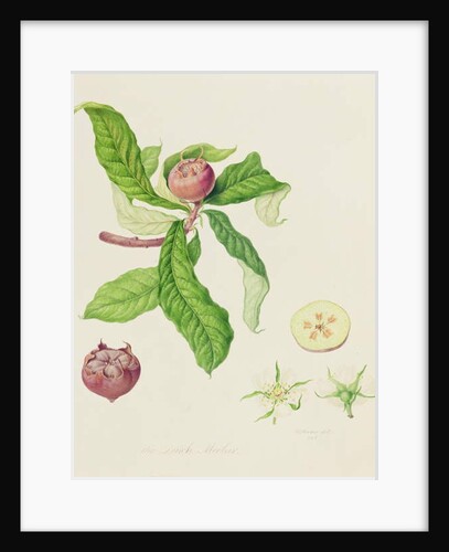 The Dutch Medlar, 1816 by William Hooker